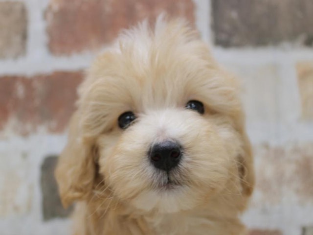 長野県のハーフ犬・ミックス犬 (ペッツワン塩尻店/2024年1月29日生まれ/男の子/アプリコット)の子犬